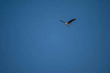 Obraz premium Grey Heron in Flight Against Blue Sky
