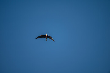 Obraz premium Grey Heron in Flight Against Blue Sky