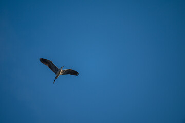 Obraz premium Grey Heron Soaring Against Blue Sky
