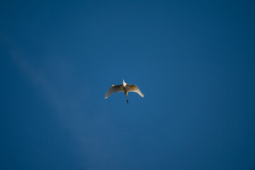 Great Egret Soaring in Blue Sky: Wings Spread Wide