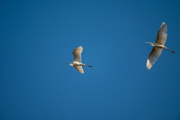 Fototapeta premium Pair of Great Egrets in Flight