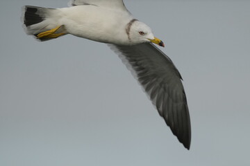 herring gull in a sea