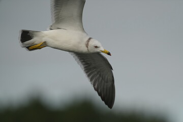 herring gull in a sea