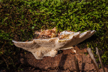 Naklejka premium Mushroom in the sun
