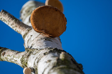 Birch Polypore on Birch Tree: Underside View