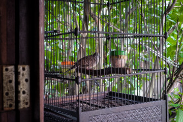 A bird in a hanging cage