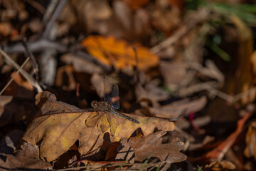 Black Darter Dragonfly on Autumn Leaf