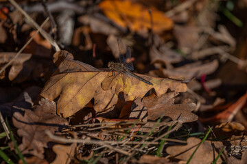 Black Darter Dragonfly on Autumn Leaf