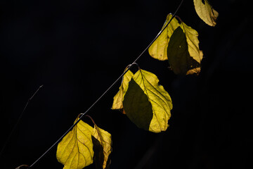 Obraz premium Autumn Leaves on a Vine Against Black Background