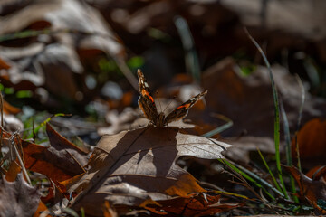 Red Admiral Butterfly on Autumn Leaf