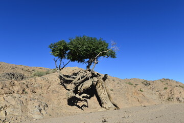 Populus euphratica trees in the desert