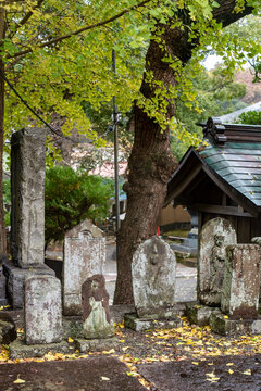 鎌倉2411　光触寺3　紅葉