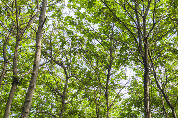 Fototapeta premium A view of teak trees with lush leaves and large trunks that grow in tropical forests. Teak tree with low angle view. Focus on tree . Similar others
