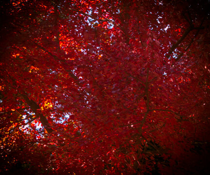 Autumn Leaves 2024