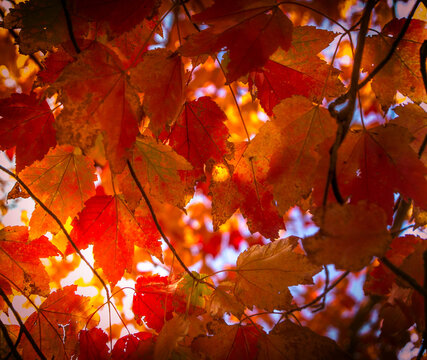 Autumn Leaves 2024