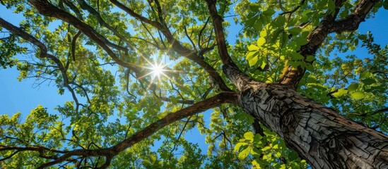 Fototapeta premium Close-Up of Trees in Bright Sunshine