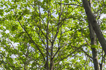 Fototapeta premium A view of teak trees with lush leaves and large trunks that grow in tropical forests. Teak tree with low angle view. Focus on tree . Similar others