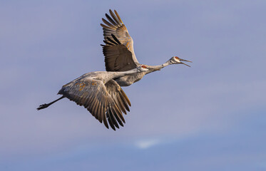 Obraz premium Sandhill Cranes Flying Over Farmer's Field