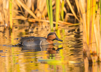 Green-Winged Teal At Migration Time