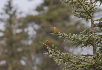 Red Crossbill sPerched In Pine Tree