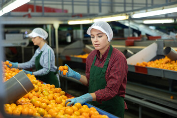 Portrait of young girl busy on factory for processing agricultural produce, sorting ripe orange mandarins on conveyor line © JackF