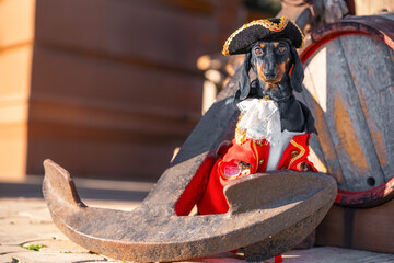 A charming dachshund dressed as a pirate, complete with a tricorn hat and red costume, posing next...