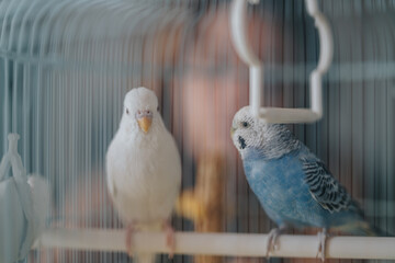 Detailed image of two parakeets, one white and one blue, perched inside a birdcage creating a peaceful and domestic atmosphere.