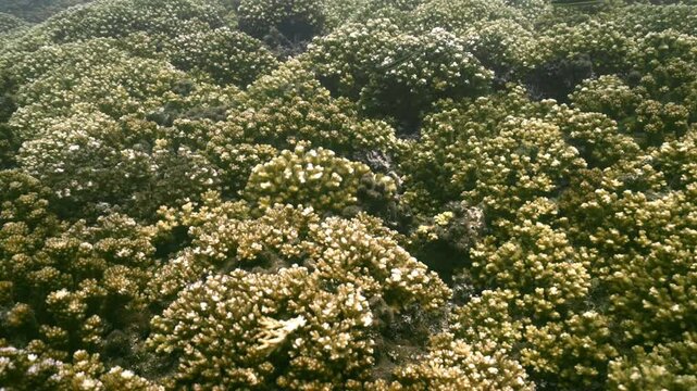 Blanqueamiento de coral y proliferaci&oacute;n de algas invasoras en arrecifes de Isla Coiba, Panam&aacute;, evidenciando los impactos del cambio clim&aacute;tico, la eutrofizaci&oacute;n y la acidificaci&oacute;n del oc&eacute;ano