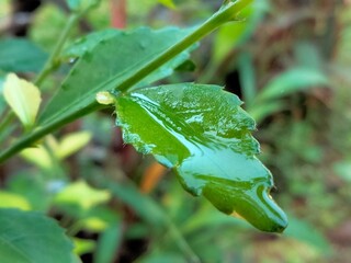 green caterpillar on leaf, caterpillar on leaf. water drops on a plant, plants in the garden, The phenomenon of water droplets adorning a leaf of a green hue is referred to as "raindrops on a green 