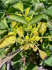 Iron Deficiency Showing As Chlorosis  In The Top Leaves Of A Potato Plant