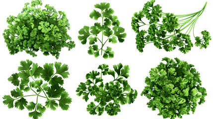 Fototapeta premium set of parsley leaves, displaying their vibrant green, curly or flat varieties widely used as a garnish and flavoring herb with a white accent, text area, png