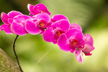 Orquídea flor ornamental com pétalas de cor lilás. 