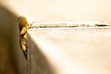 Lagarto em fresta de construção de concreto. 