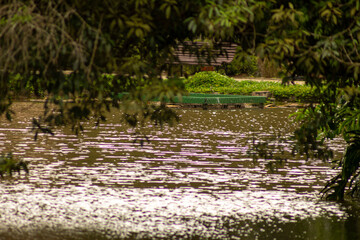 Lago de água escura cercado por árvores. 