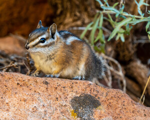 Least Chipmunk Looking out from Rock in Zion National Park in Utah
