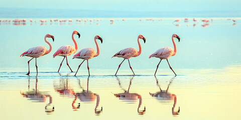 Obraz premium flamingos in water, reflection of pink feather animal