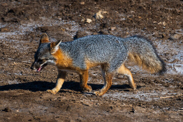 Island Fox on the Channel Islands in California