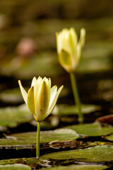 Obraz premium Flor Vitória Régia no meio de uma lago. Planta de folhas redondas flutuando sobre a superfície da água. 