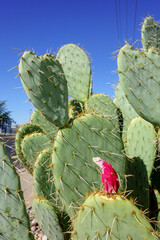 Closeup of Prickly Pear cactus with dangerously sharp spines and red fruit on top of its pad