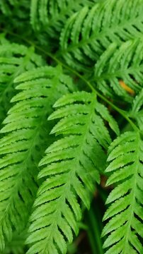 Pteris tremula Australian brake, tender brake, tender brakefern, shaking brake leaves close up