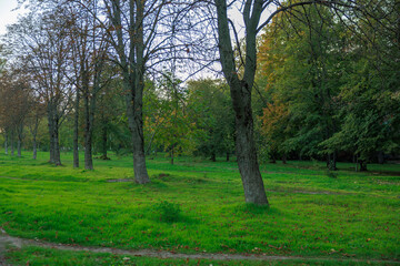 Fototapeta premium A park with a lot of trees and grass