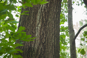 Obraz premium Lichen on a tree