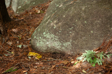Lichen on a rock