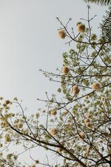 Branches of a tree with cotton. Cotton tree.