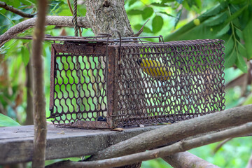 Squirrel trap with banana as bait, Thai countryside