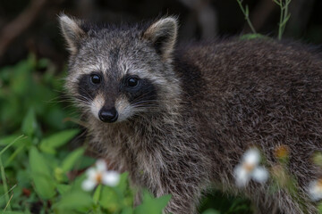 Obraz premium portrait of a raccoon