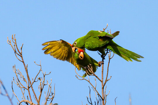 Rio de Janeiro, RJ, Brazil, 11/20/2024 - White-eyed parakeet, maritaca, Psittacara leucophthalmus at Nobel Square, Grajau neighborhood