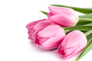 Obraz premium Pink Tulip with Soft Smooth Petals on White Background