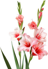 Obraz premium Vibrant pink and white gladiolus flowers