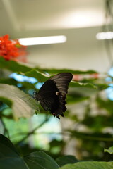 Fluttering Among Red Blooms